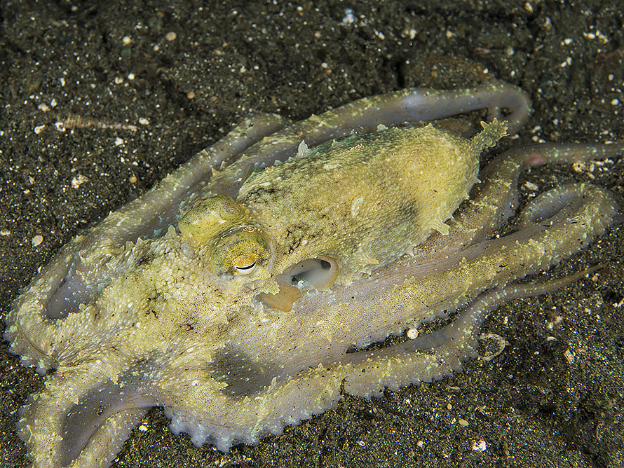 Pinnoctopus aspilosomatis